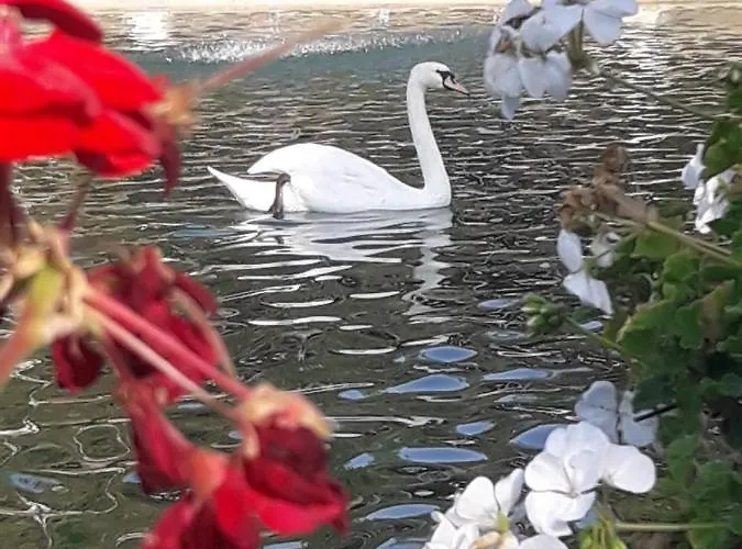 Sonja Златибор